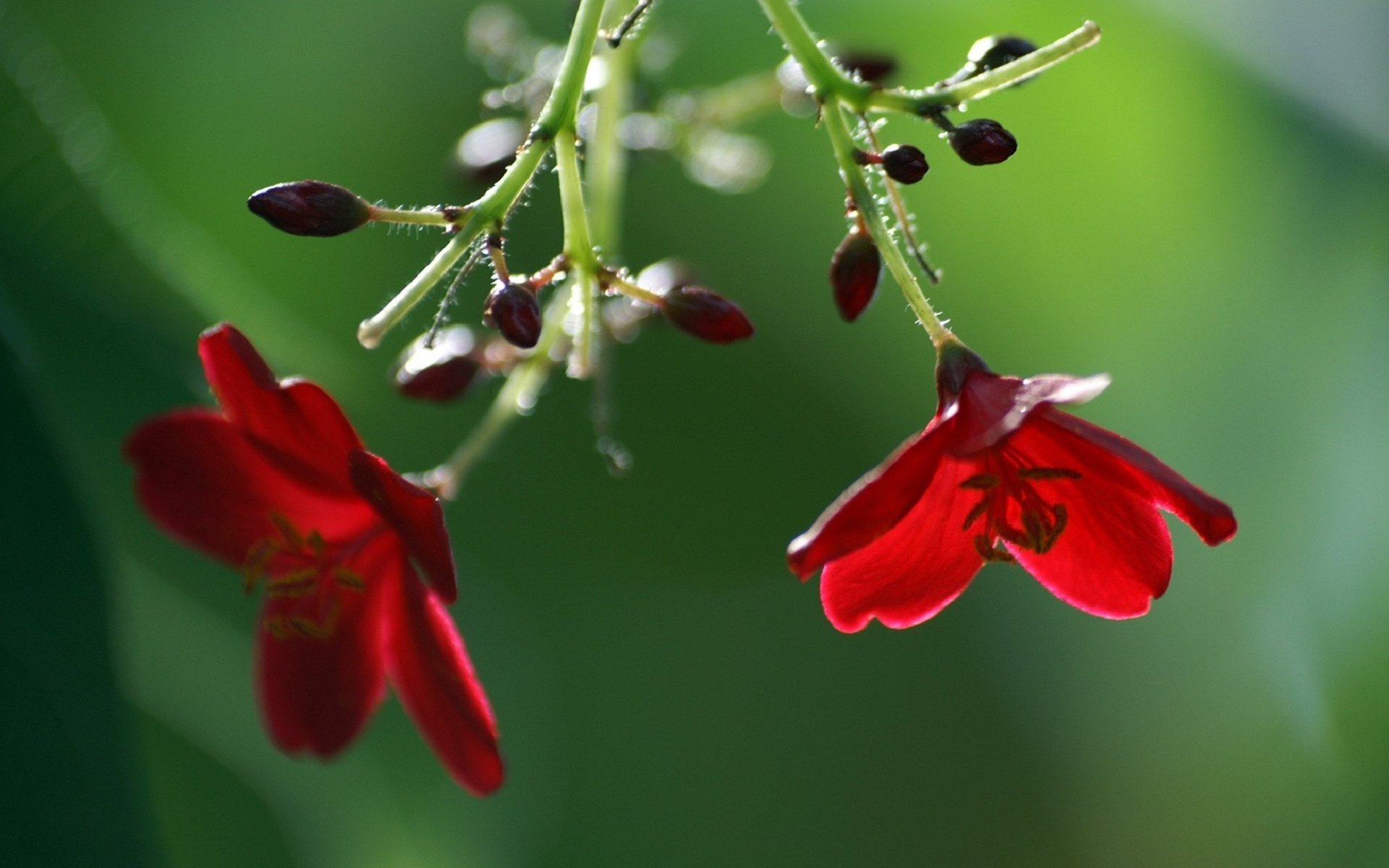 blumen knospen rot