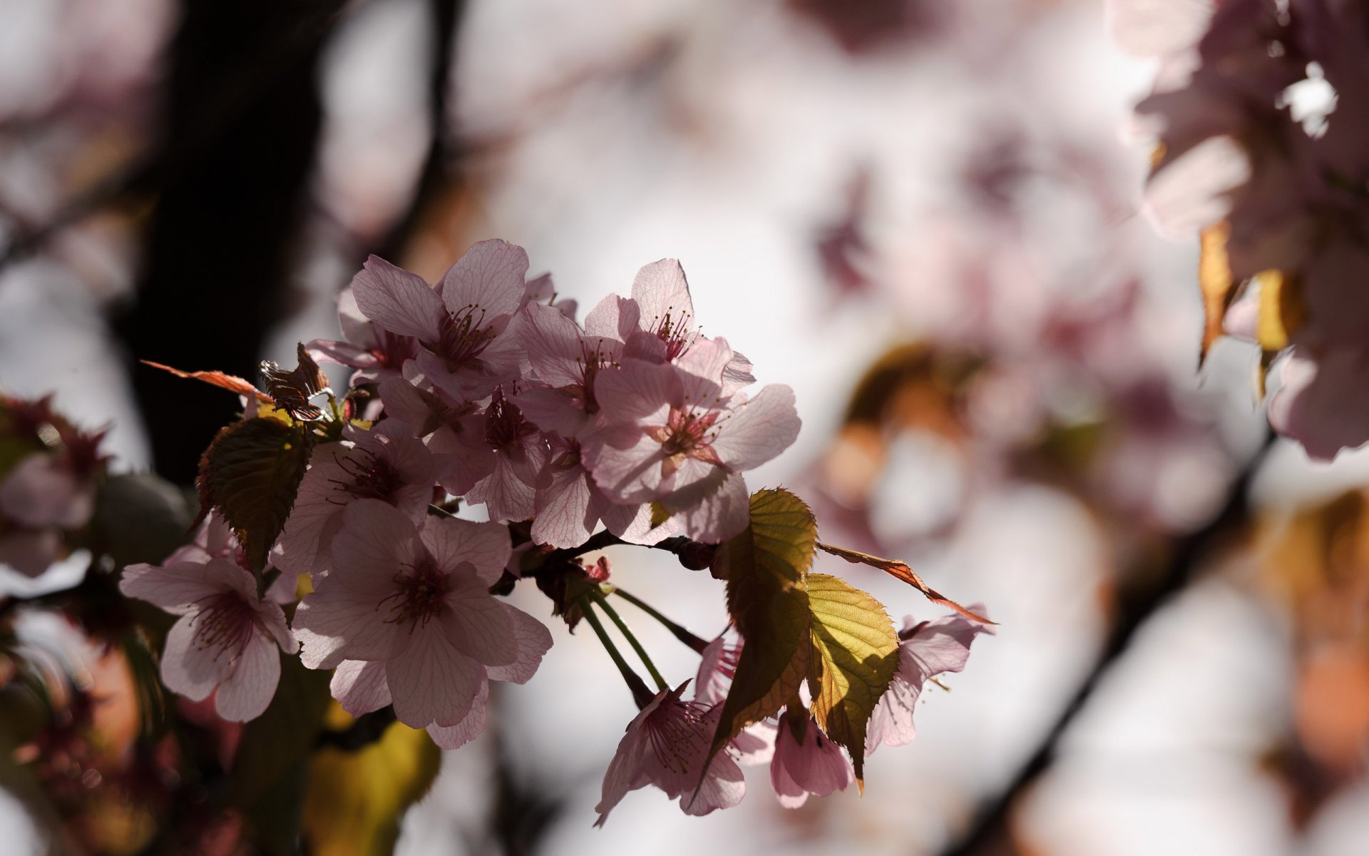 sakura japón macro