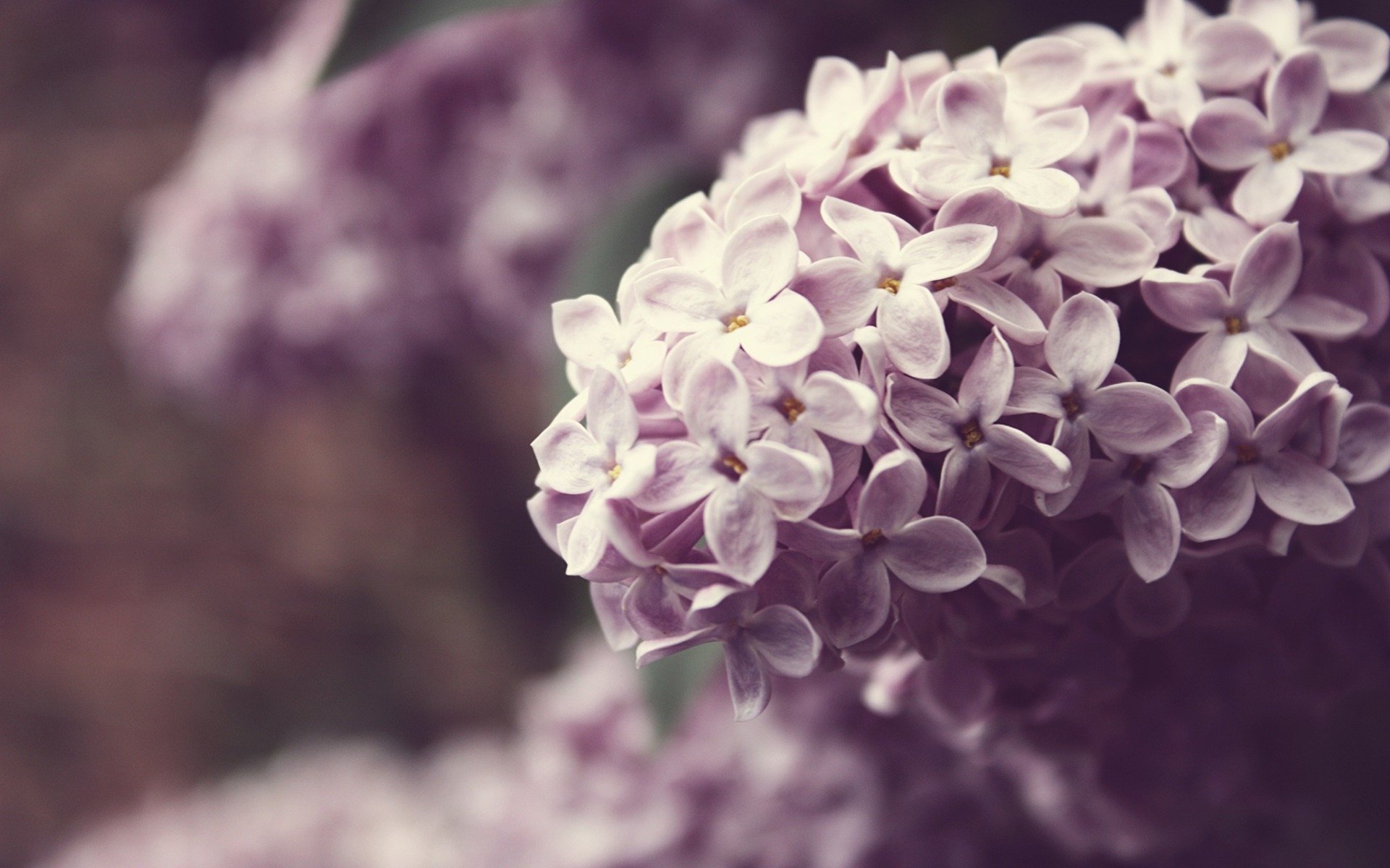 lilas branche fleurs couleur macro plantes nature printemps