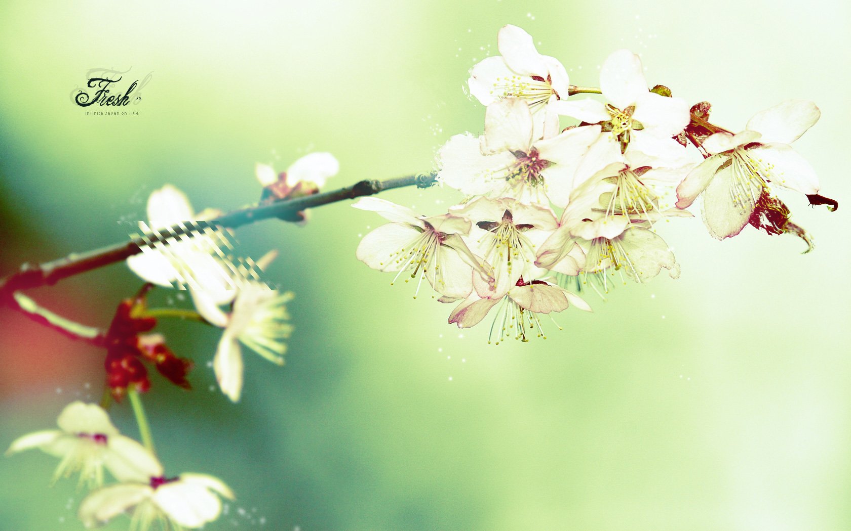 fleurs branche rose