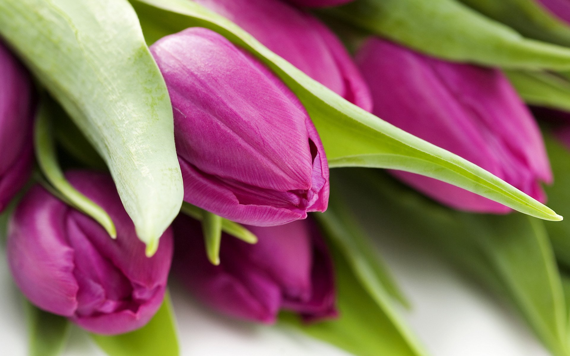 blumen close-up tulpen