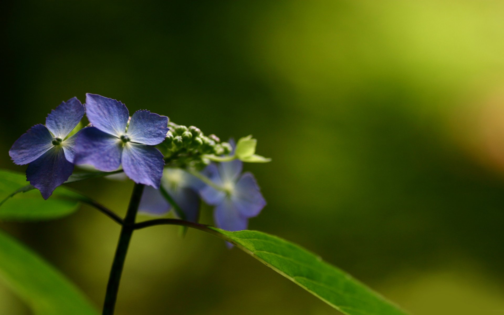 flower nature macro photo flowers flowers nature