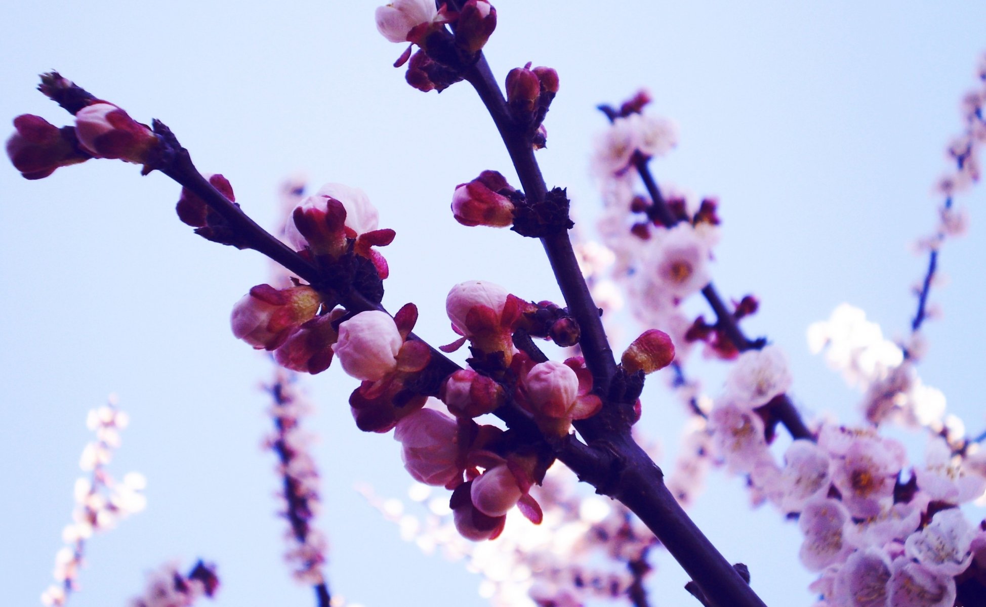 natur pflanzen zweige sakura blumen knospen frühling blütenblätter foto makro tapete hintergrund