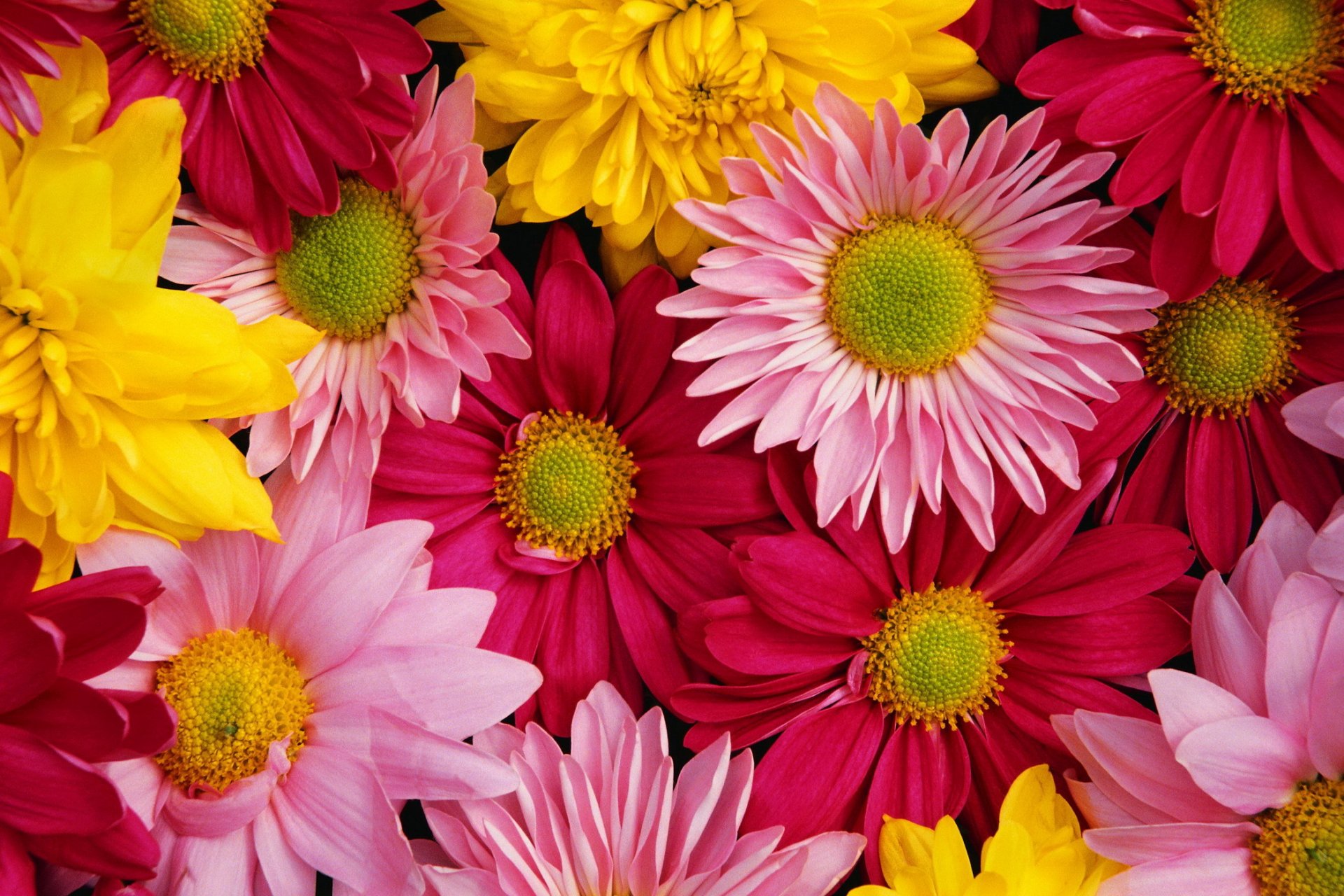 chrysanthemum bright colored