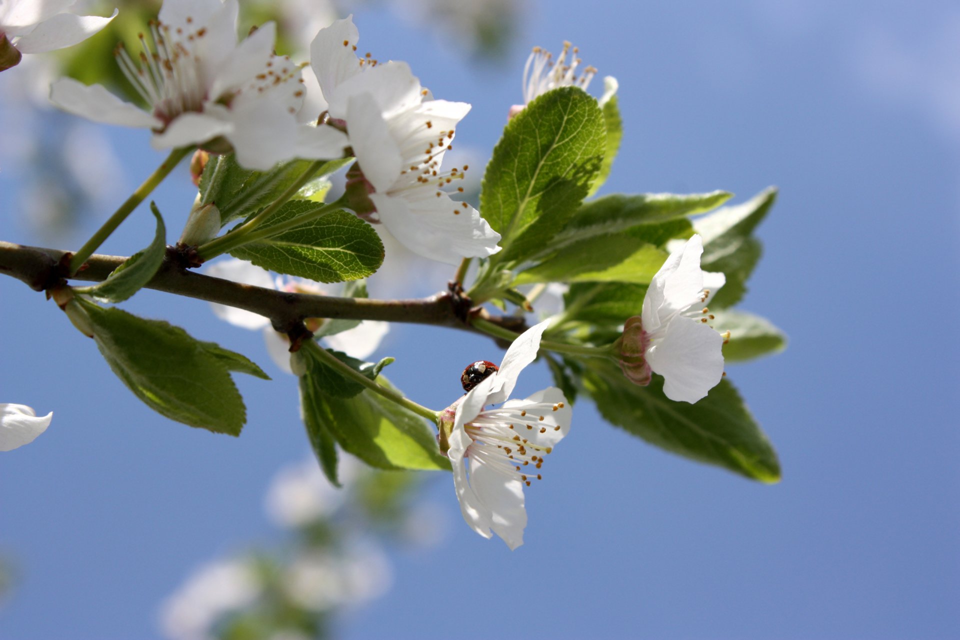 kirsche blumen marienkäfer himmel