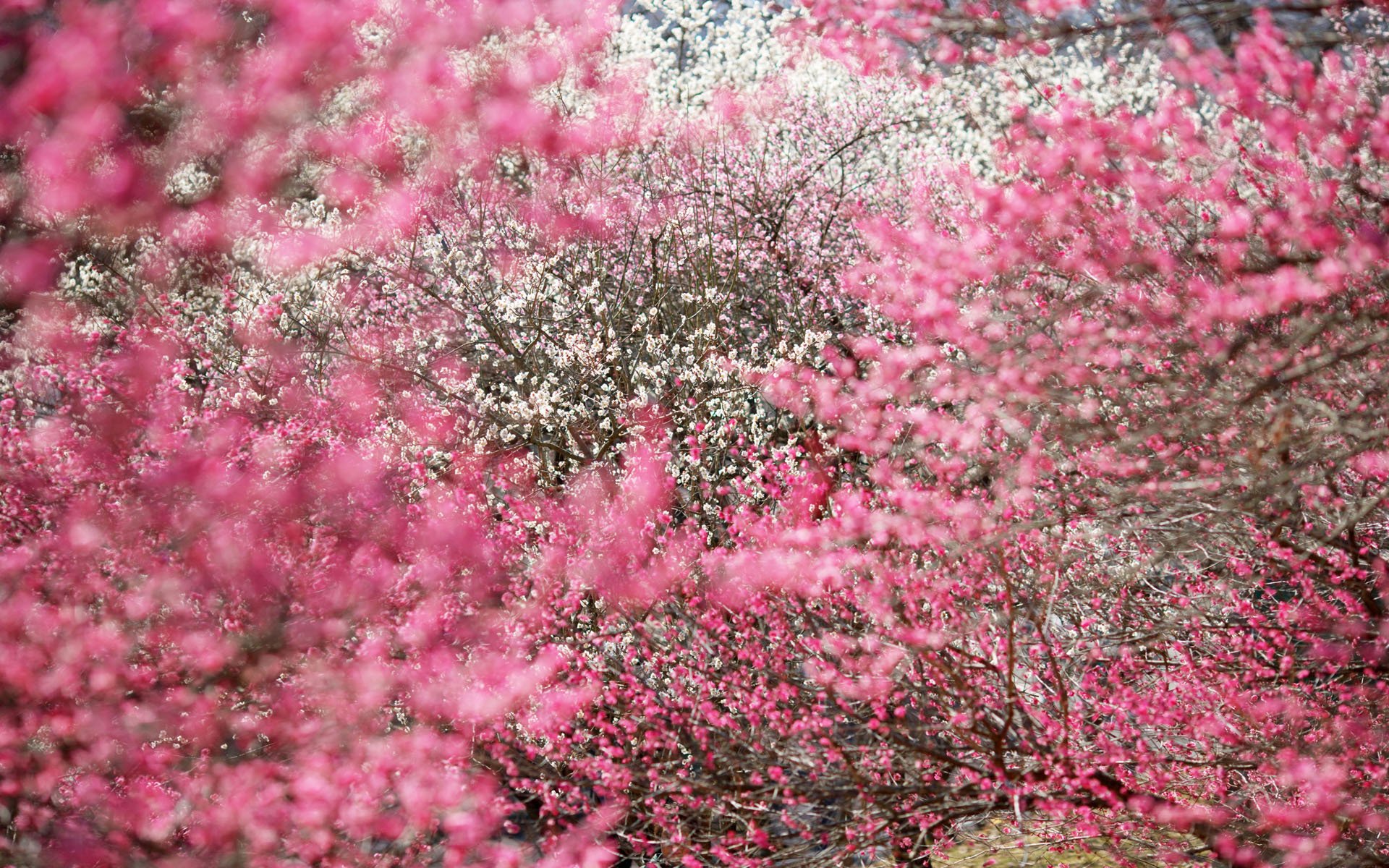 alberi sakura infiorescenze