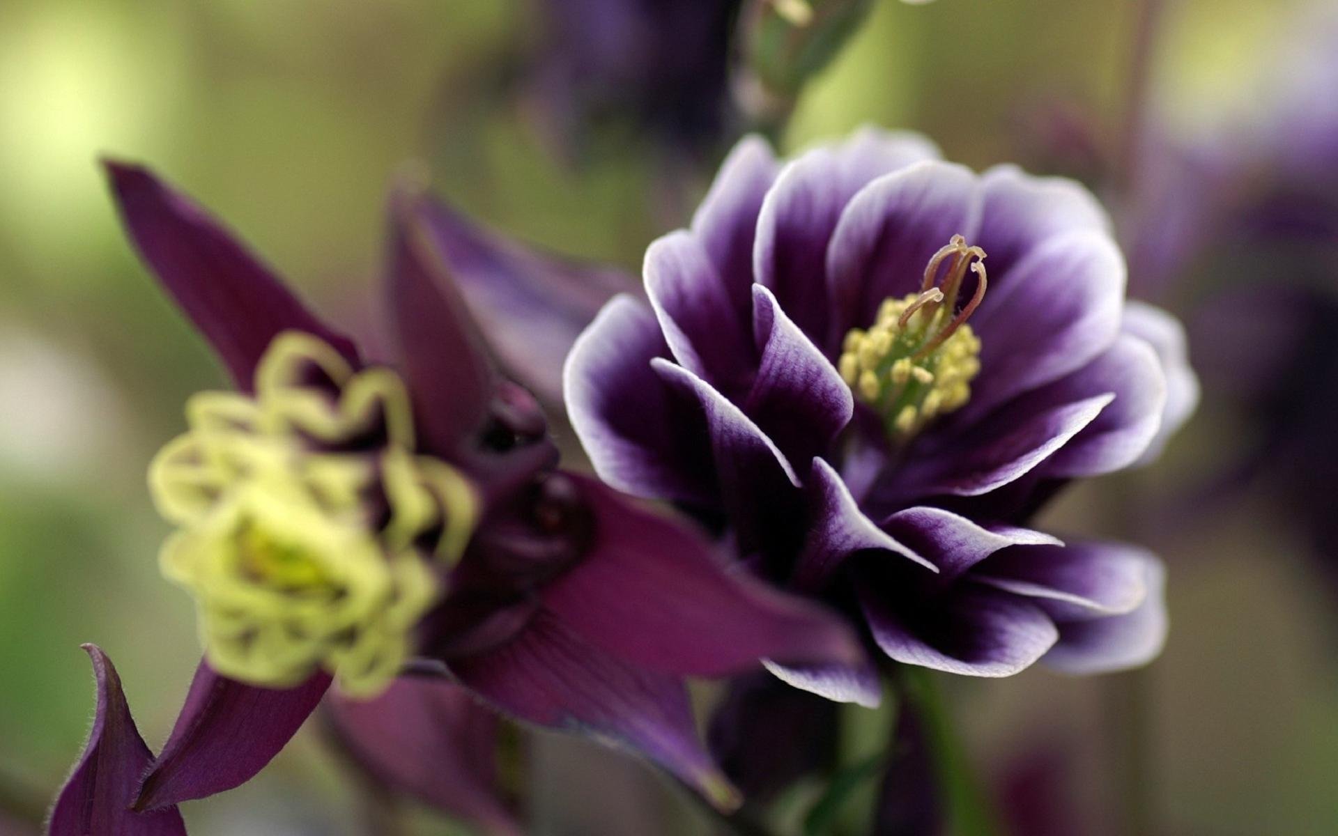 plant flower petals close up