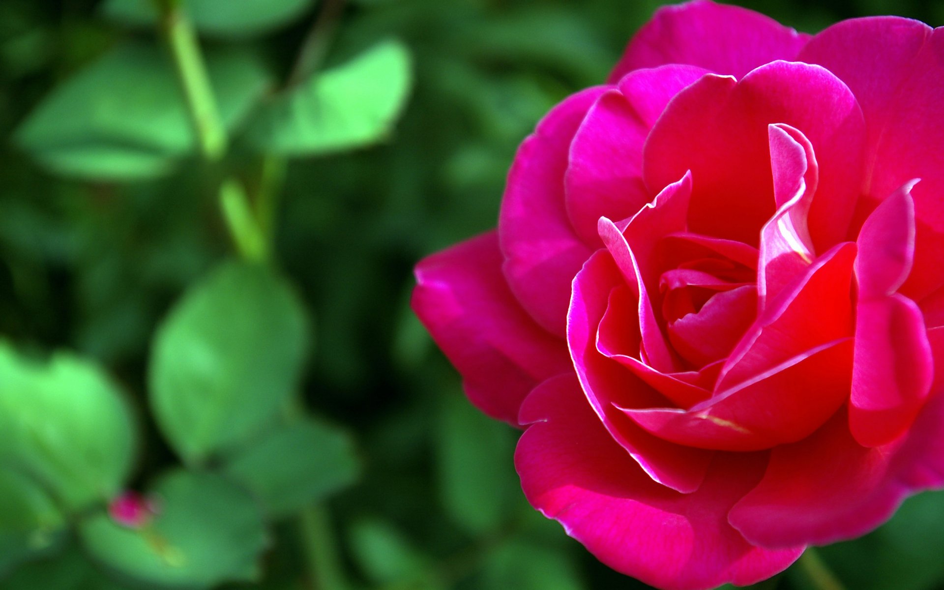 macro flower rose nature red