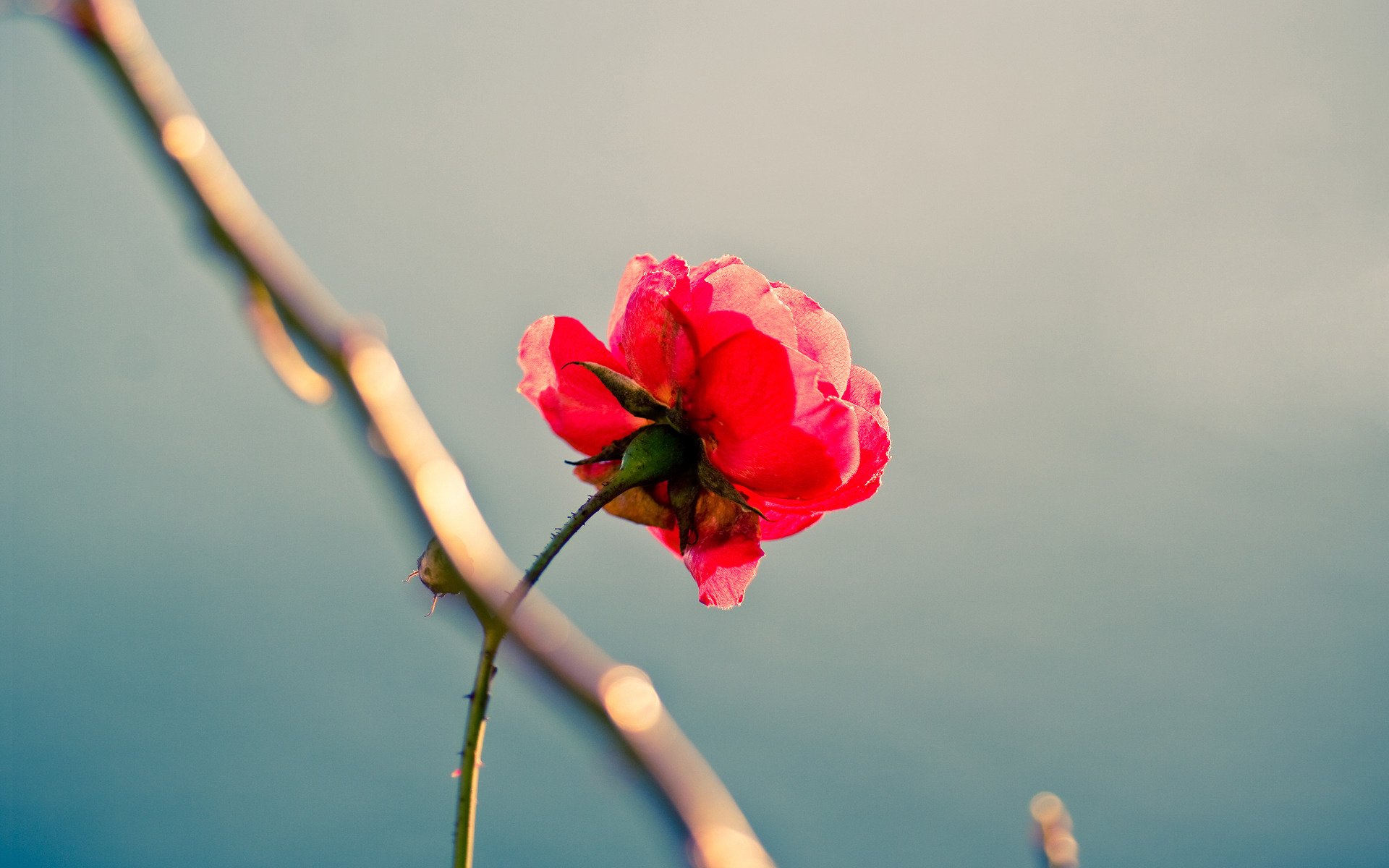 rose solitude perfectionnisme beauté