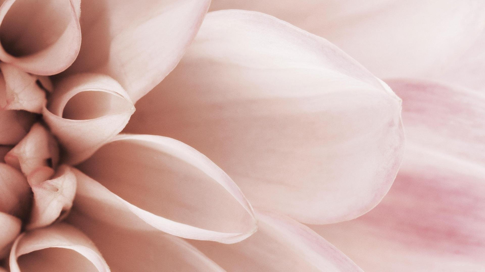 tender close up flower petals pink