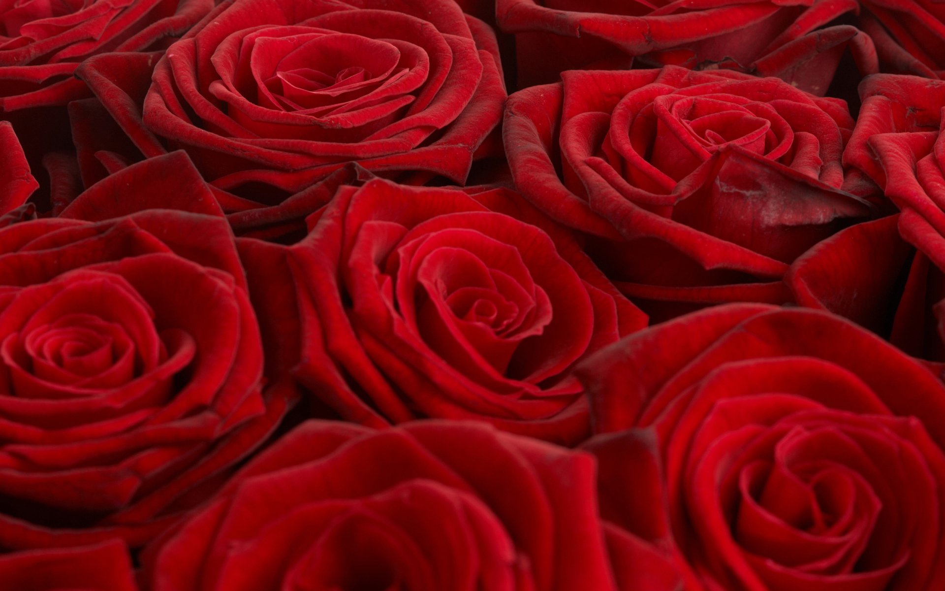 roses red bouquet wallpaper