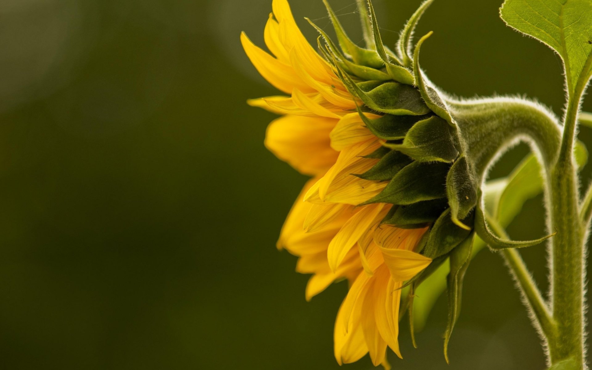 gelb sonnenblume makro