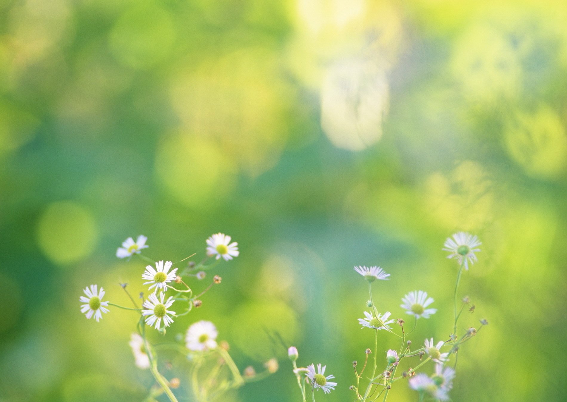 stokrotki kwiaty zieleń natura