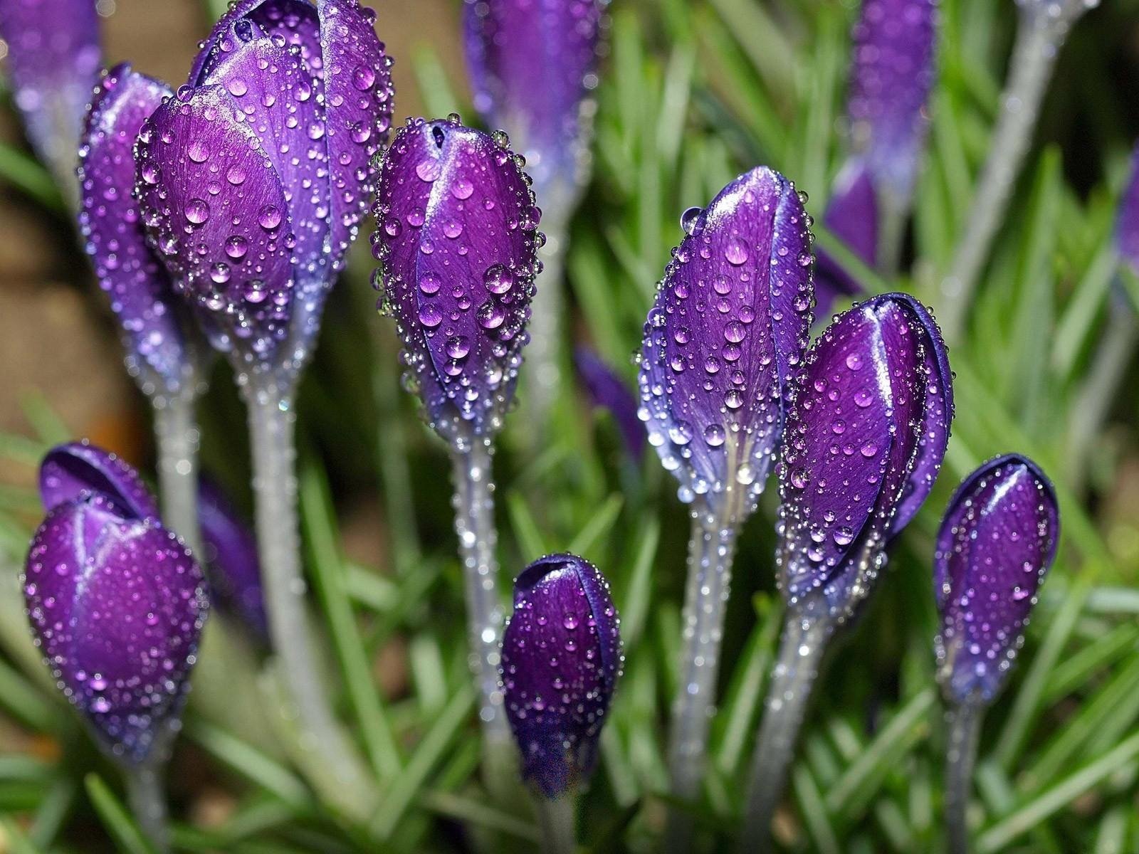 blumen flieder tau tröpfchen