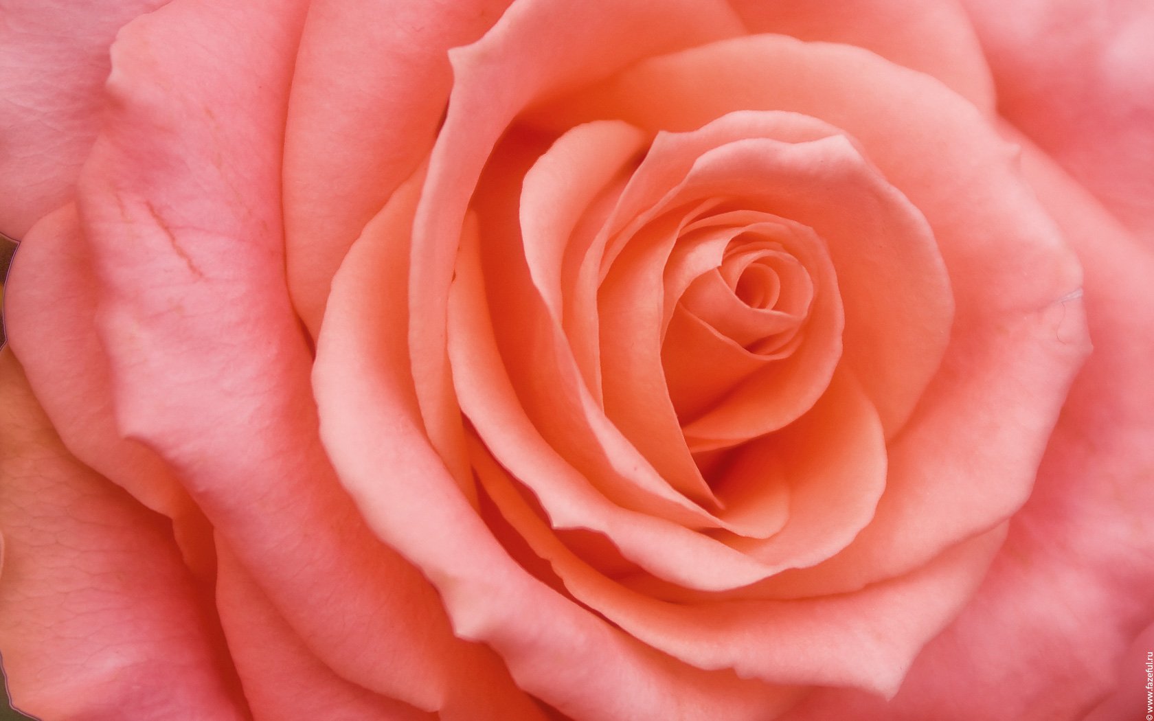 роза бутон цветок лепестки розовый