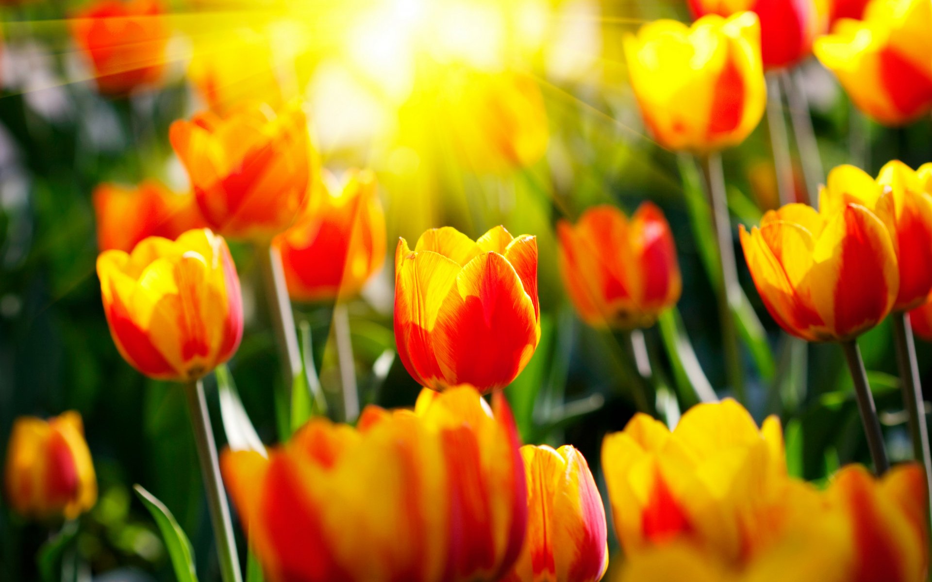 flores tulipanes ligero primavera sol rayos jardín parques