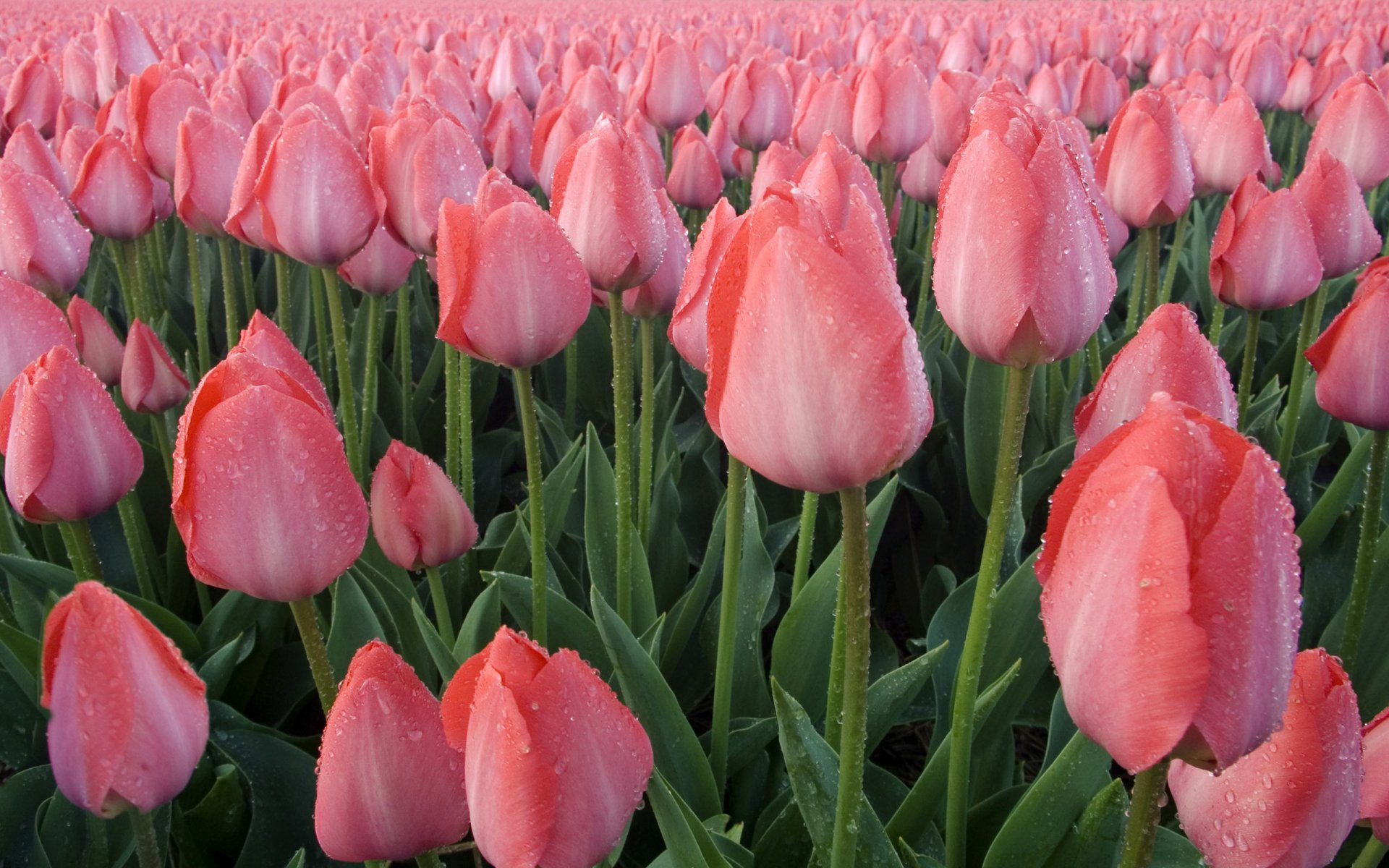 tulipanes rocío hojas