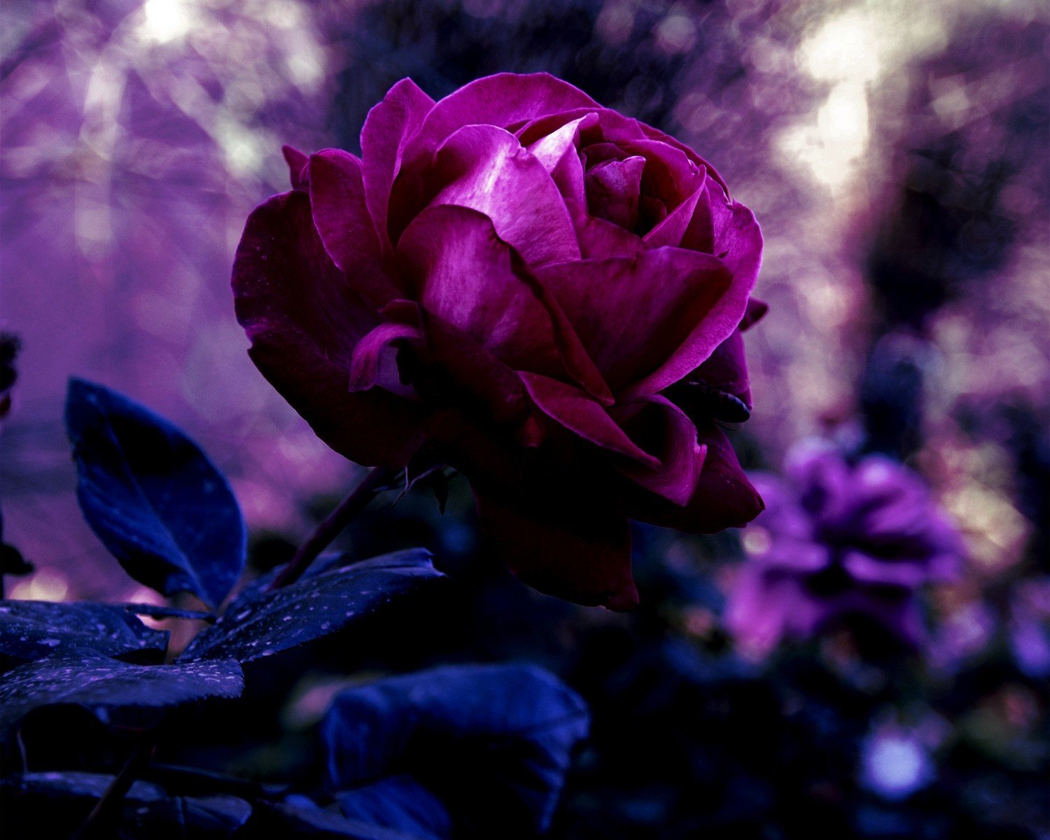 rosa bocciolo fiore petali rosso scuro viola malva colore foglie sfocatura macro natura