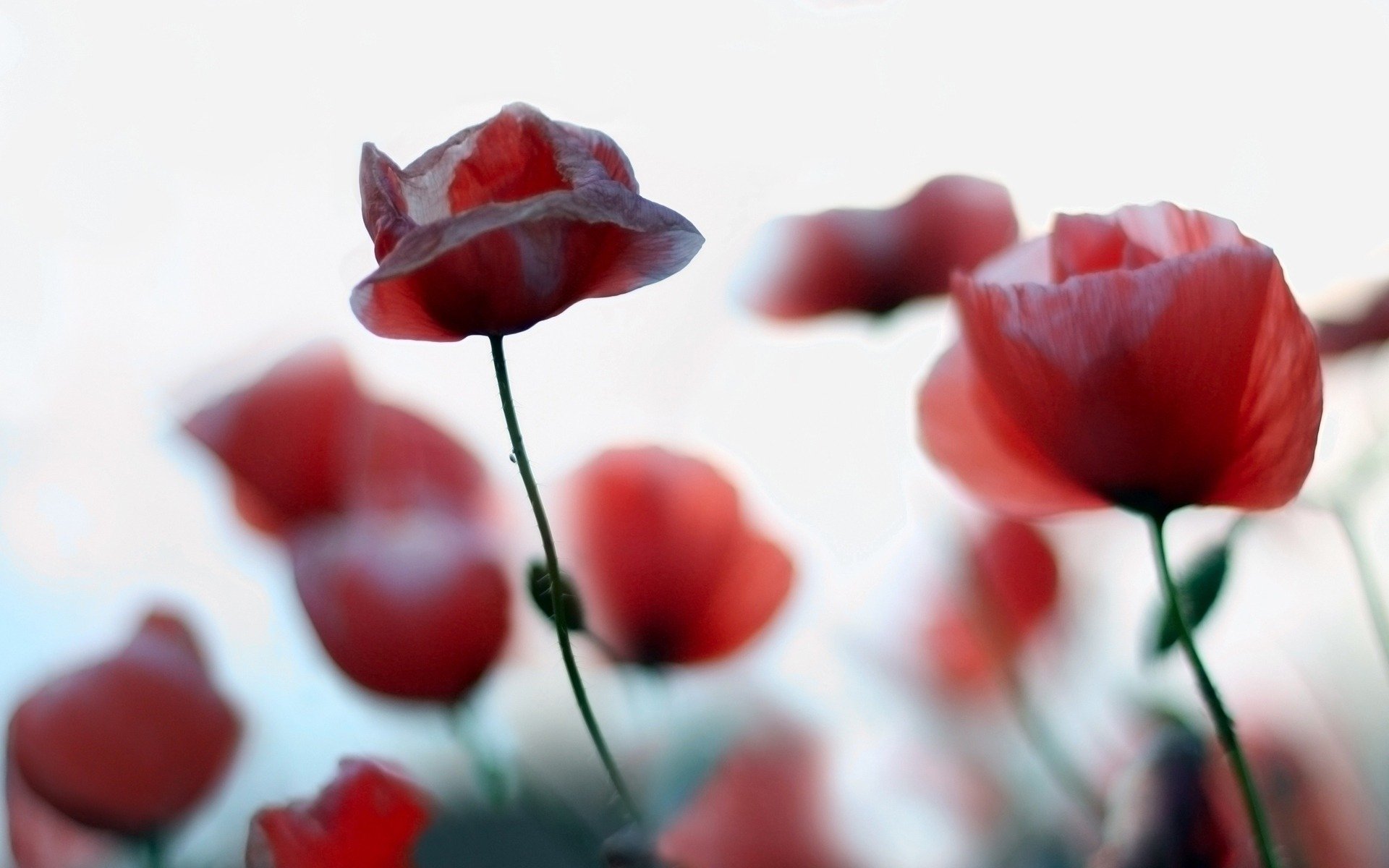 nature gros plan plantes rouge coquelicots fleurs