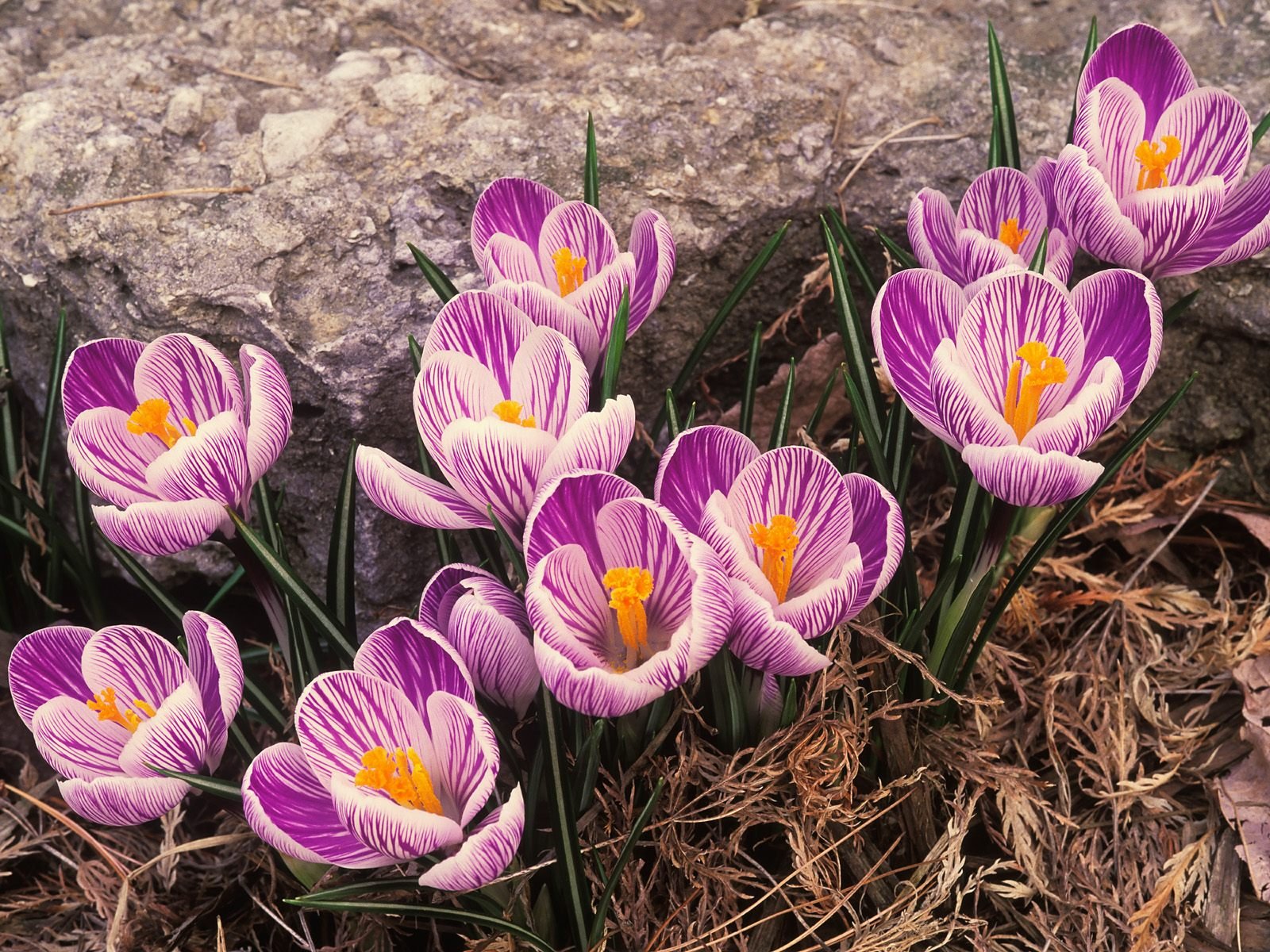 printemps primevères crocus