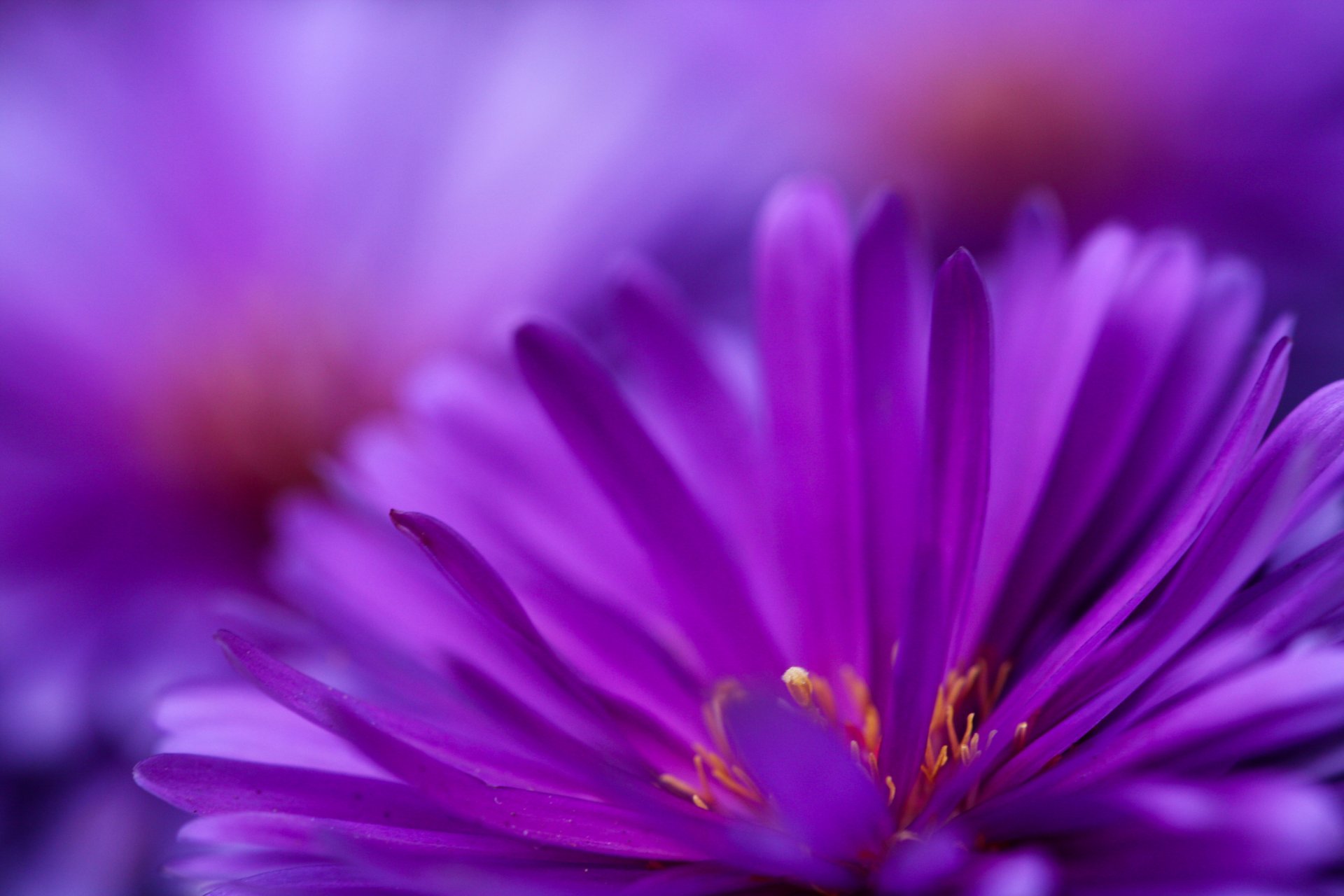 purple flowers blooming