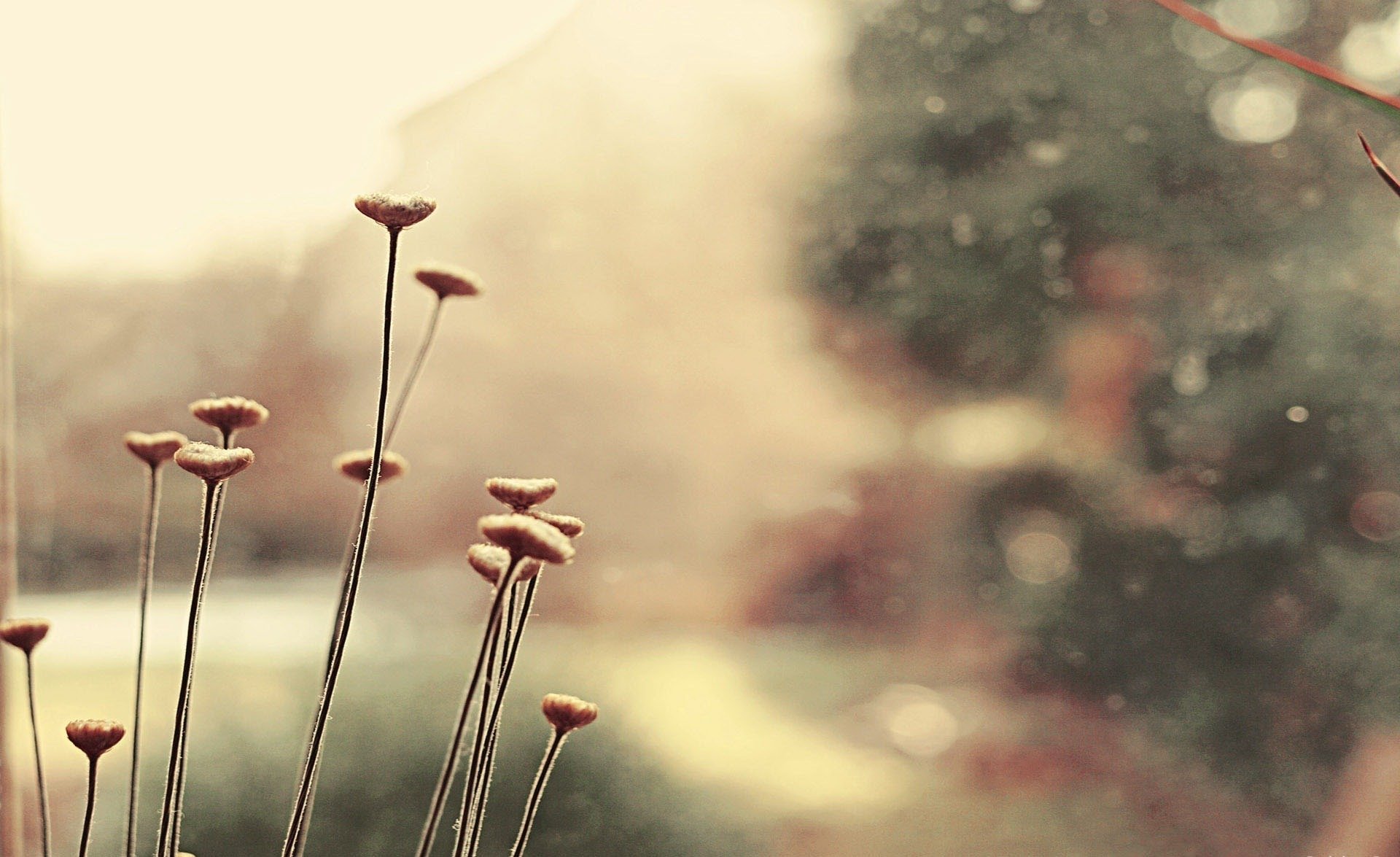 plante fleurs gros plan tendre couleurs