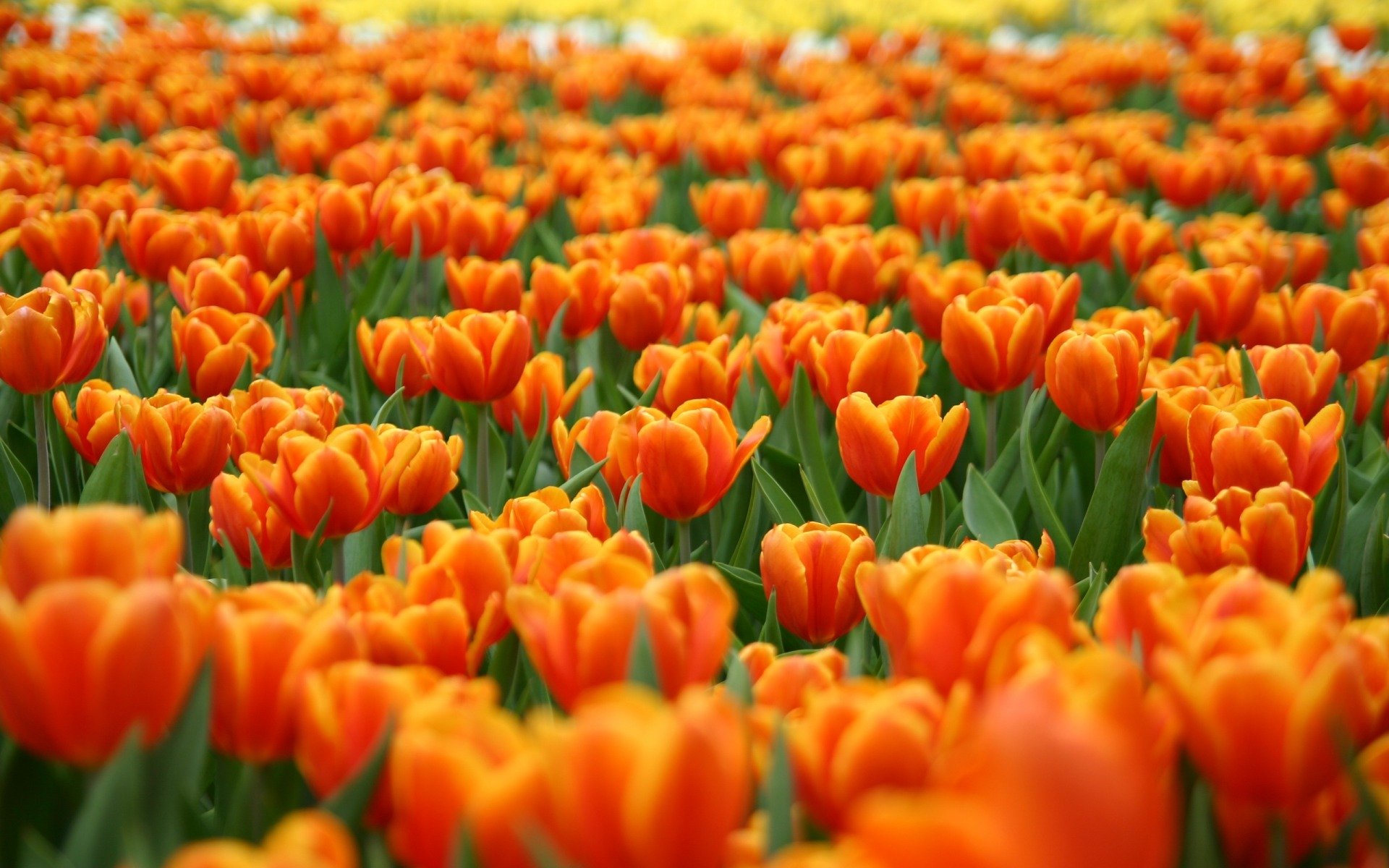 campo di tulipani fiori natura