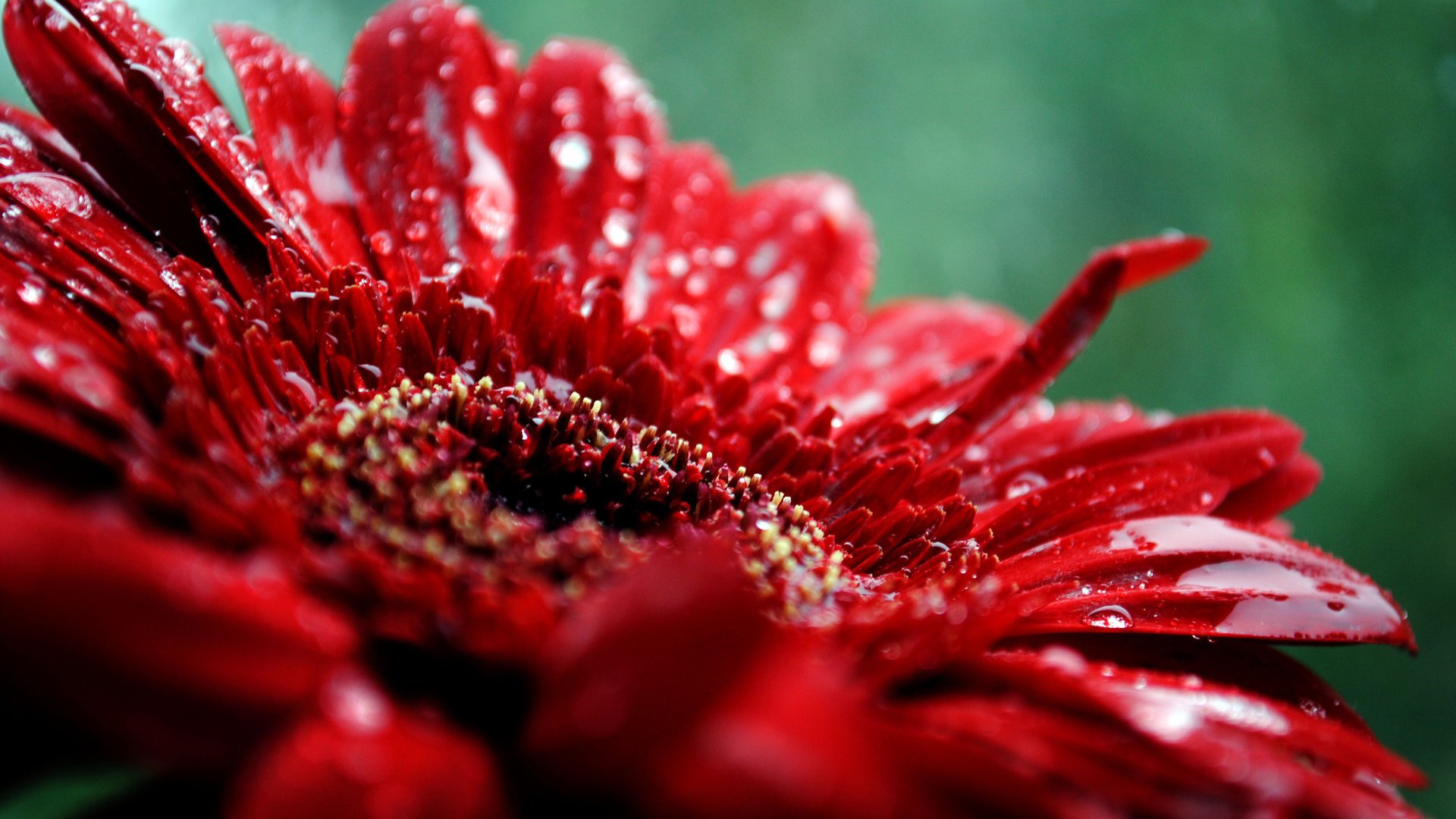 macro fiore petali rosso gocce pianta