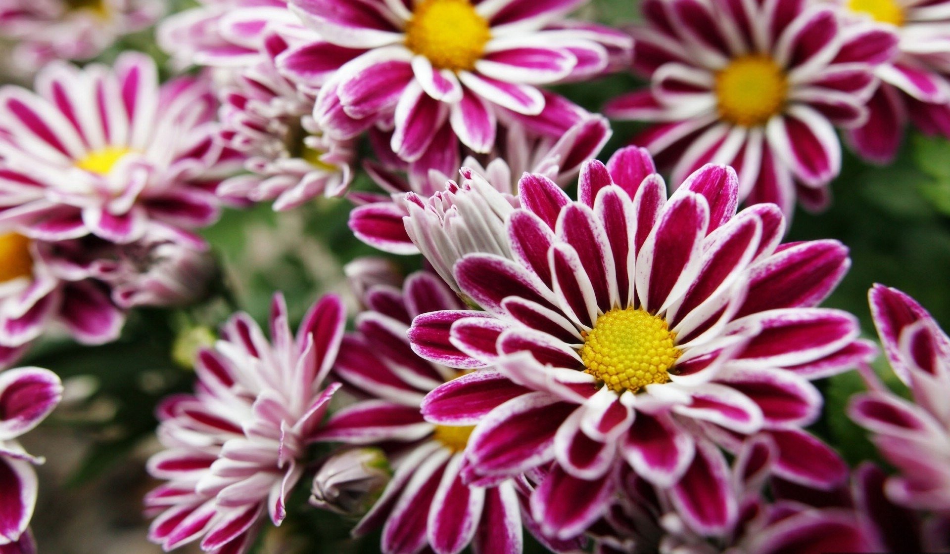 fiori viola con giallo