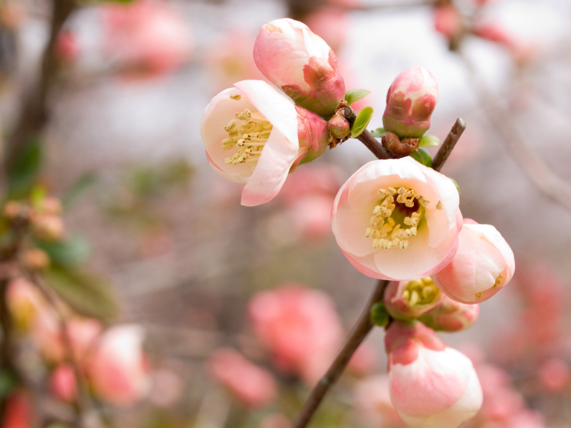 cereza sakura rosa floración rama primavera