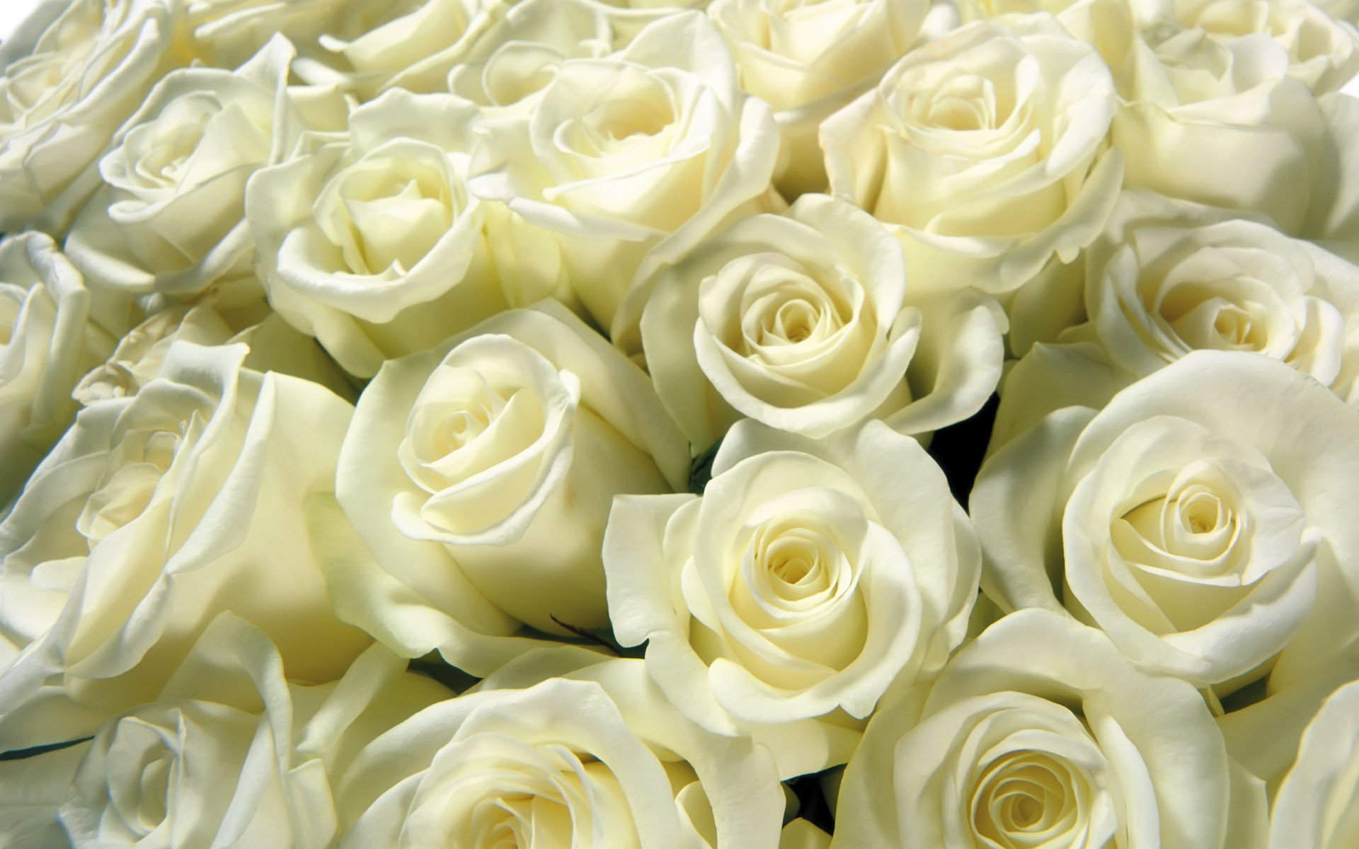 bouquet white roses buds armful