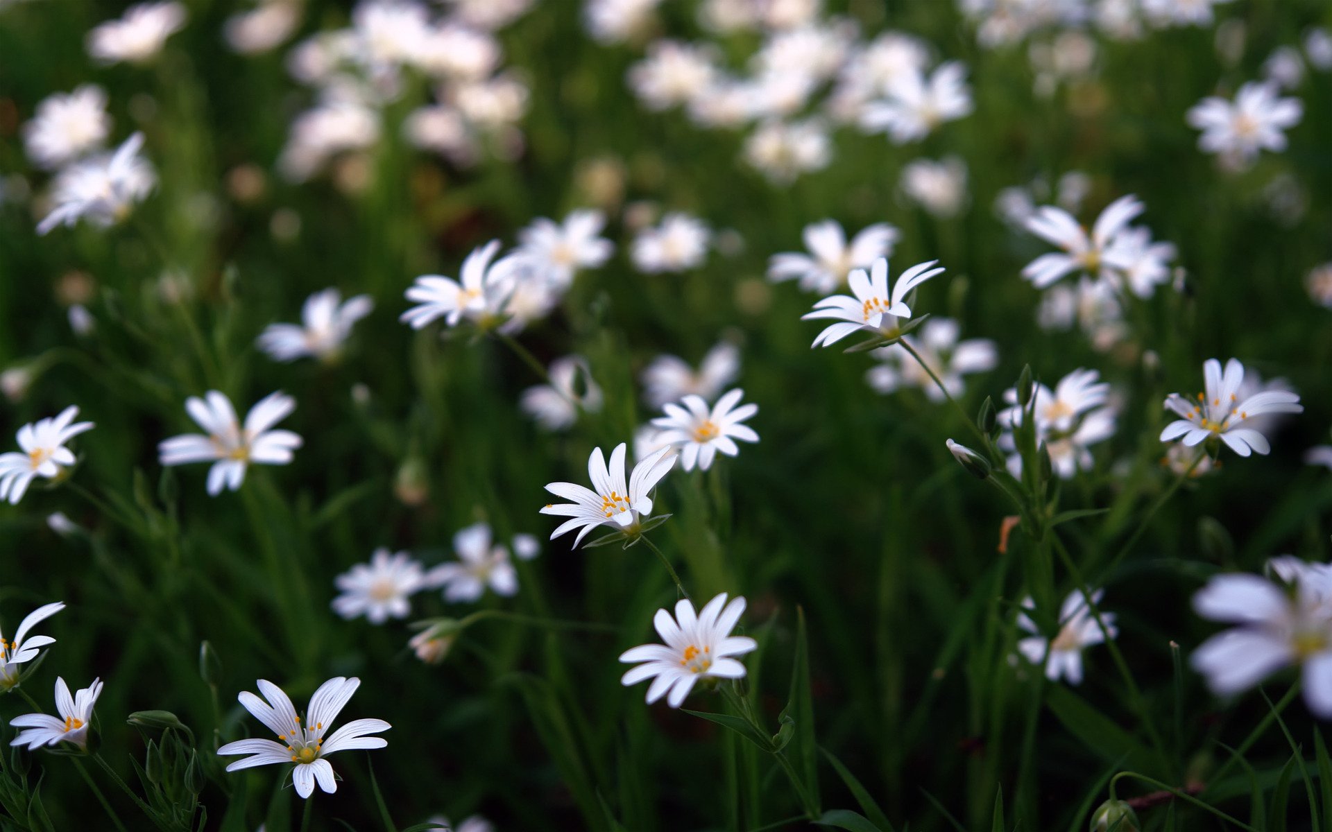 fleurs macro nature beauté