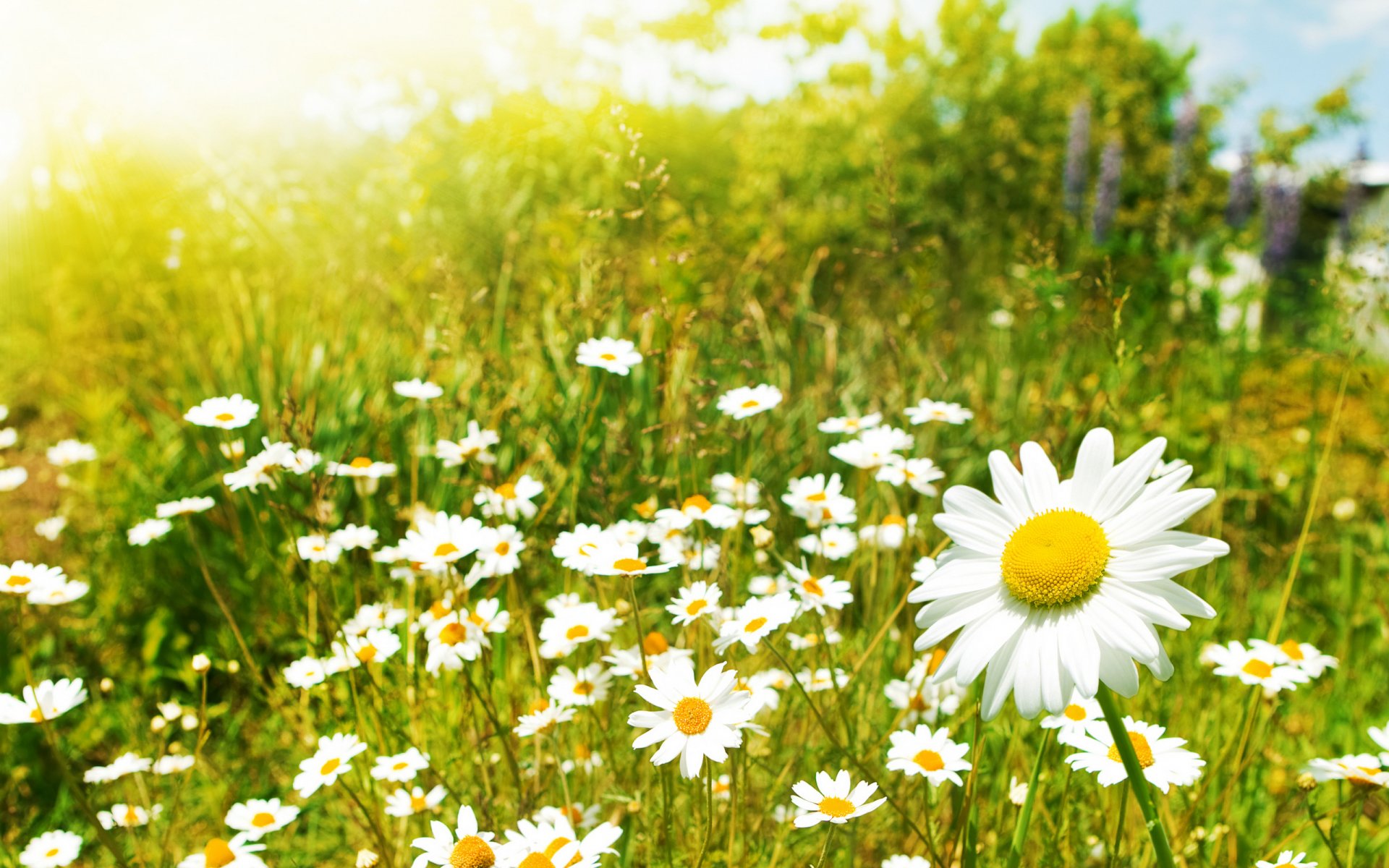 gänseblümchen kamille blumen makrofeld pflanzen