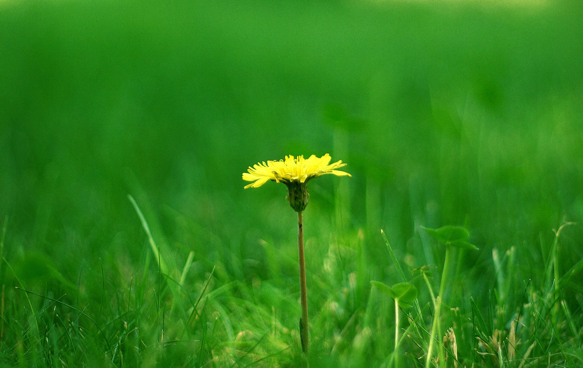 grass dandelion clover