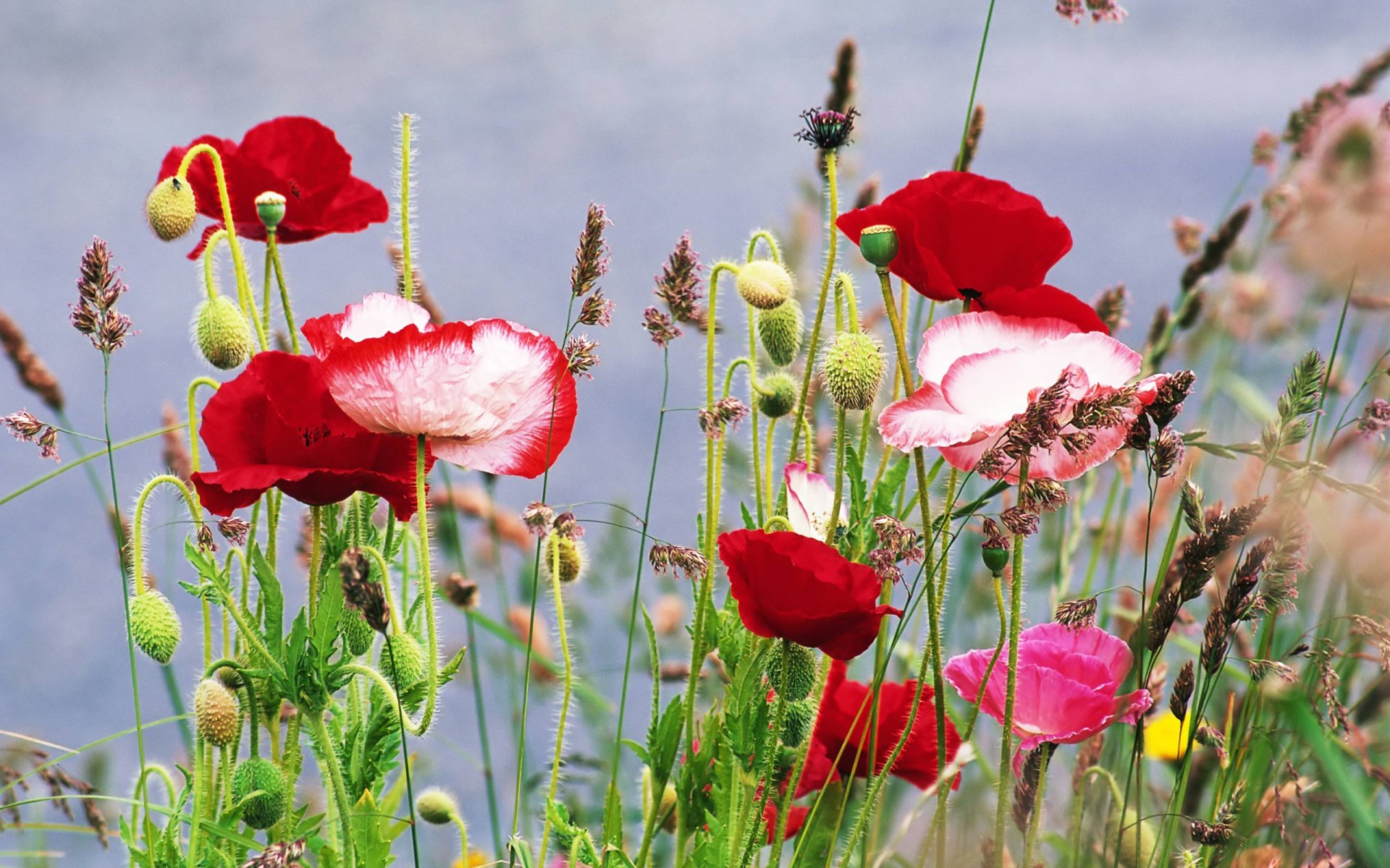 fiori estate papaveri erba