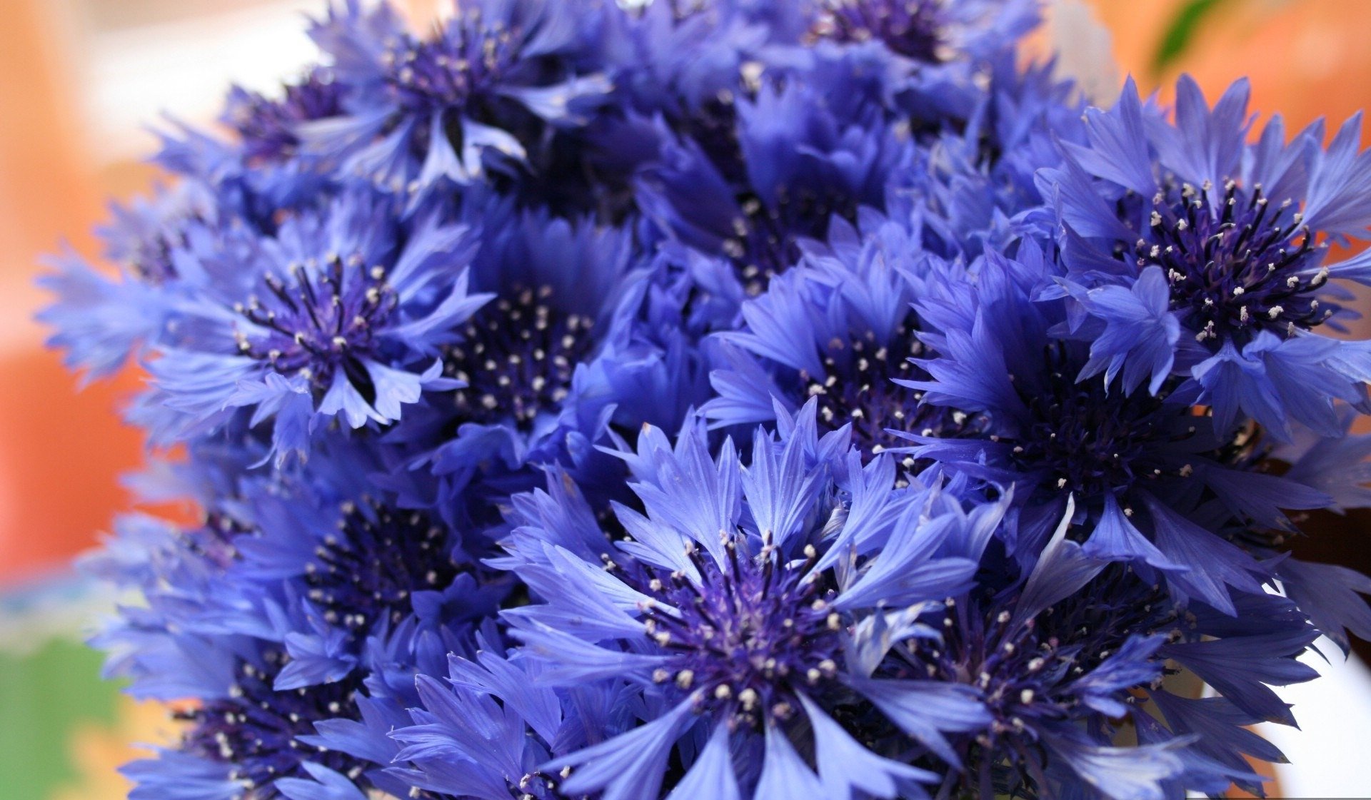 cornflowers bouquet wildflower