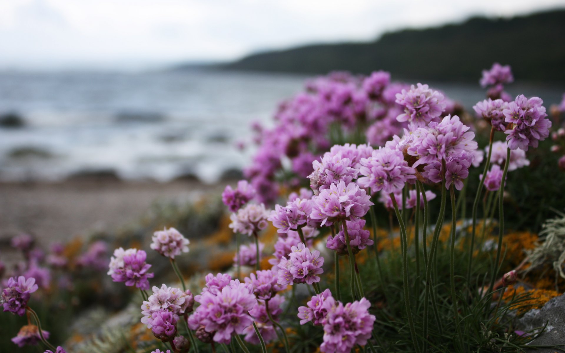 pink flower close up beach nature plant