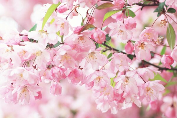 Ramo di fiori di ciliegio profumati primaverili