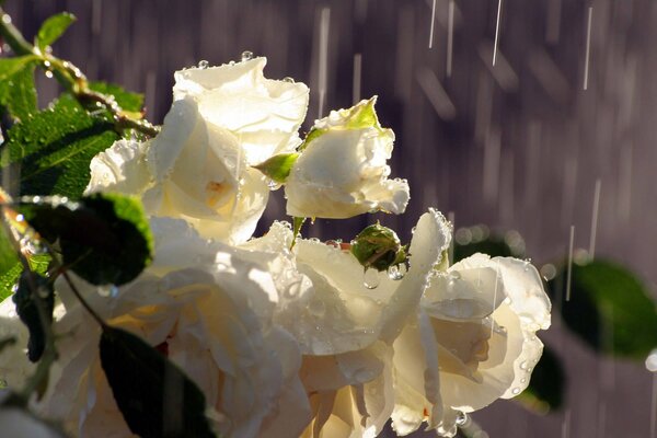 Brotes de rosas blancas en el fondo de la lluvia