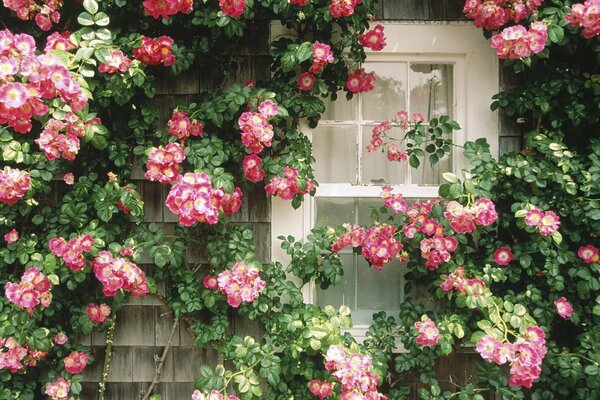 Розовые цветы на длинных стеблях на окне