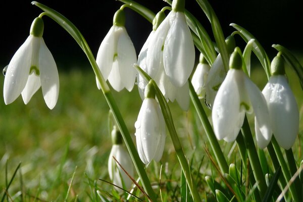 Morgentautropfen auf Blumen