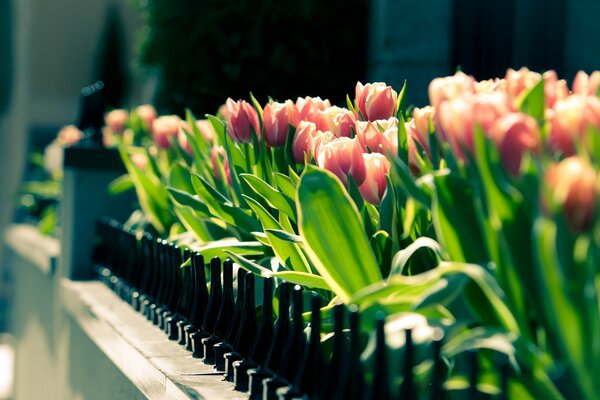 Rosa Tulpen sind wunderschön aufgelöst