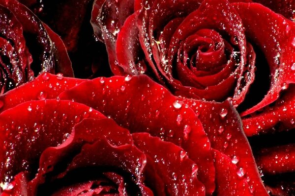 Red velvet roses in dew