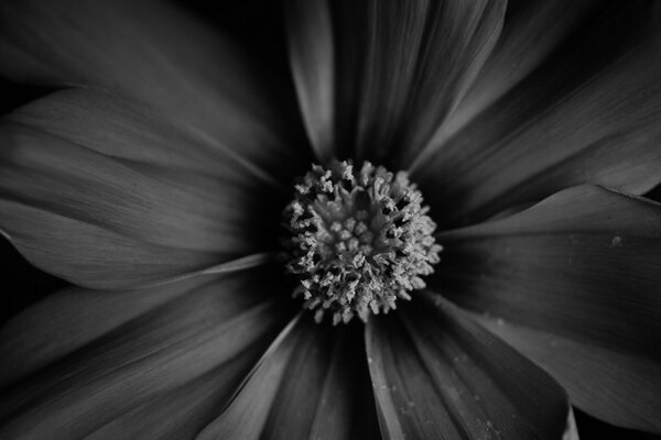 Gros plan noir et blanc de la photo de la fleur. Objet d art