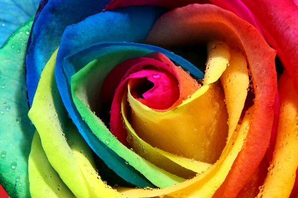 Immagine macro di un bocciolo di rosa arcobaleno con gocce di rugiada