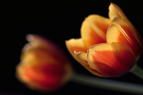 Blooming tulips close-up on a black background