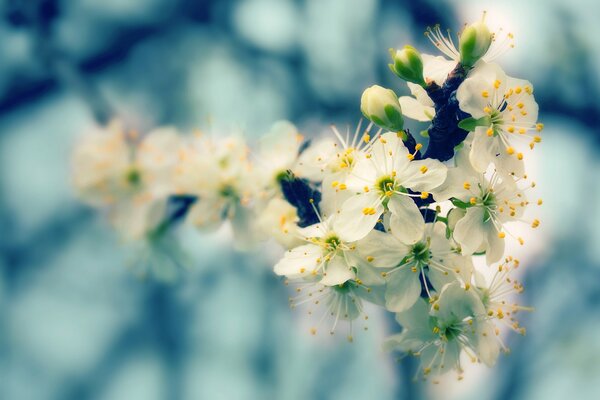 Viele weiße Blüten blühen