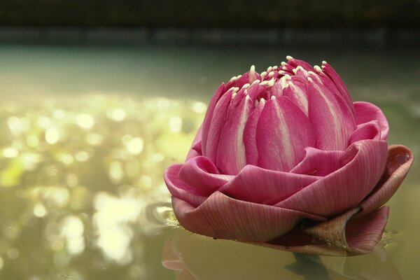 Imagen macro de una flor rosa en el agua