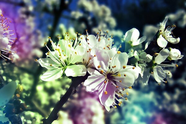 The flowering of the fruit tree. Gradient