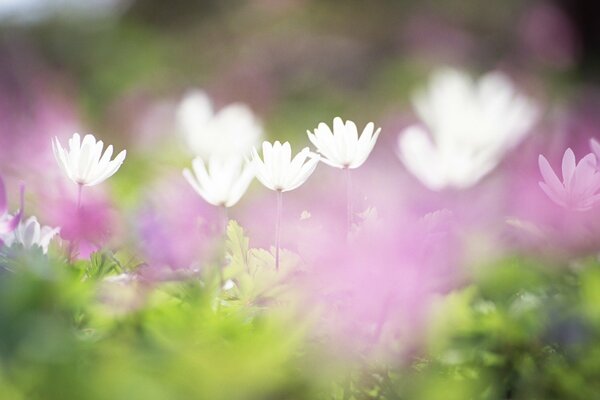 Belles fleurs blanches et lilas dans le champ